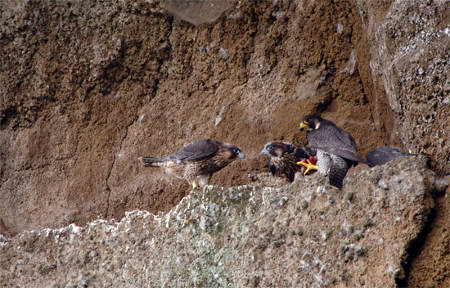 IL NIDO DEL FALCO