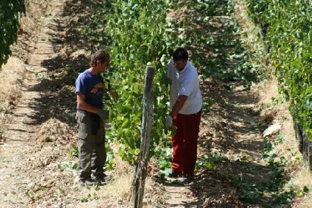 Vendemmia 2011 nel Chianti Classico